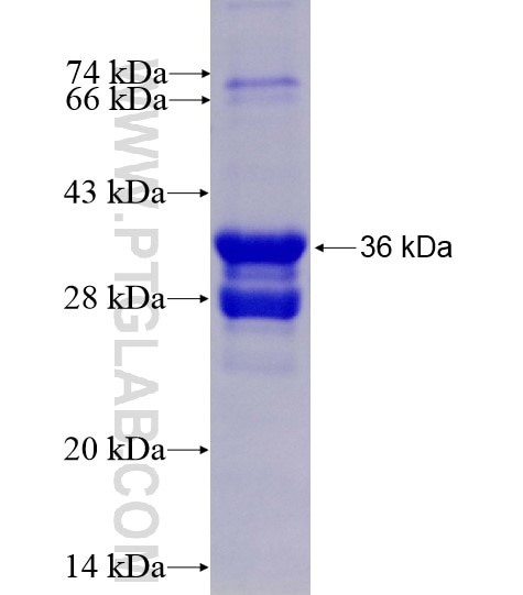 SLC6A8 fusion protein Ag14110 SDS-PAGE