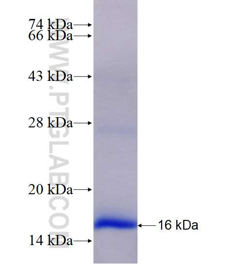 SLC6A8 fusion protein Ag14500 SDS-PAGE