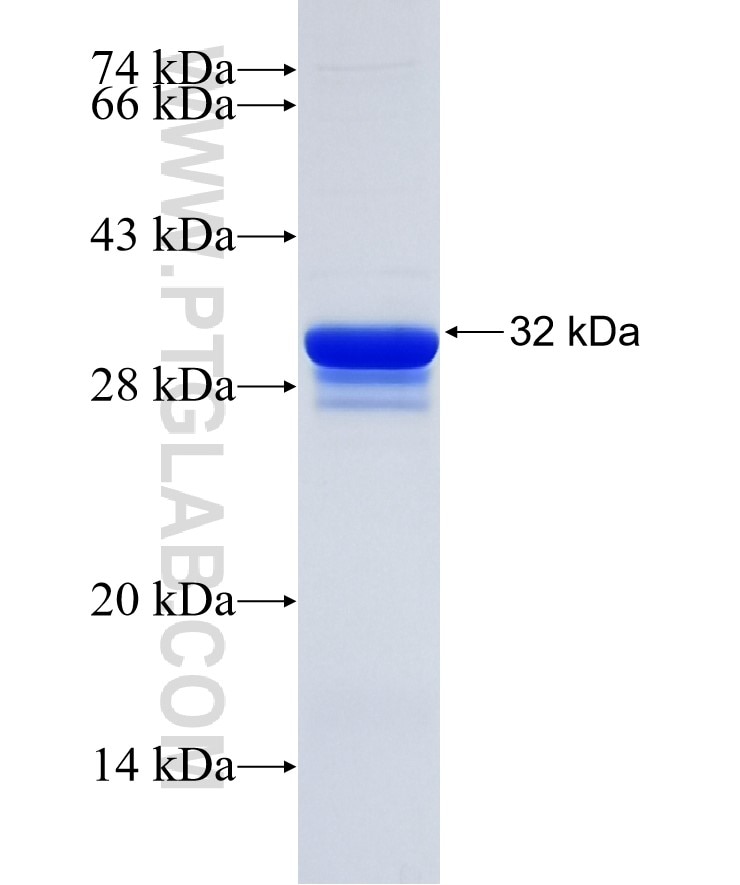 SLC6A9 fusion protein Ag34437 SDS-PAGE
