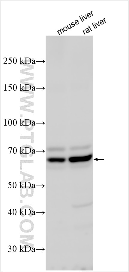 Western Blot (WB) analysis of various lysates using CAT-1 Polyclonal antibody (14195-1-AP)