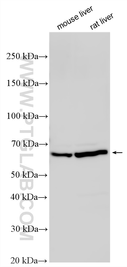 Various lysates were subjected to SDS PAGE followed by western blot with 14195-1-AP (SLC7A1/CAT-1 antibody) at dilution of 1:2000 incubated at room temperature for 1.5 hours. Western Blot (WB) analysis of various lysates using SLC7A1/CAT-1 Polyclonal antibody (14195-1-AP)