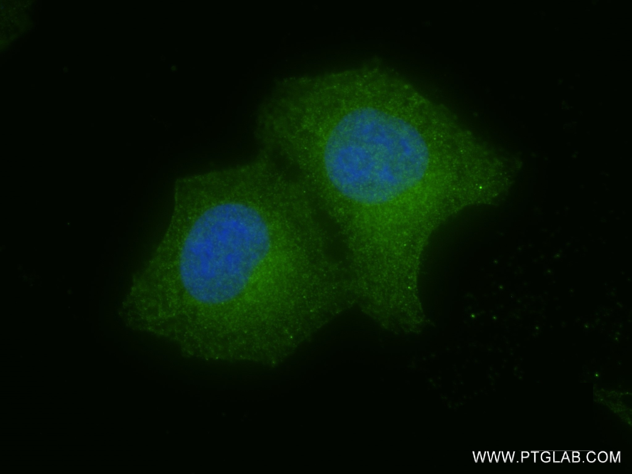 IF Staining of A549 using 82115-2-RR