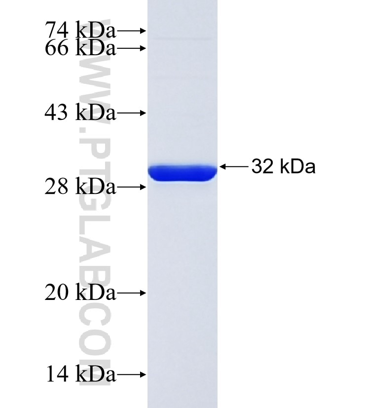 SLC7A11 fusion protein Ag25431 SDS-PAGE