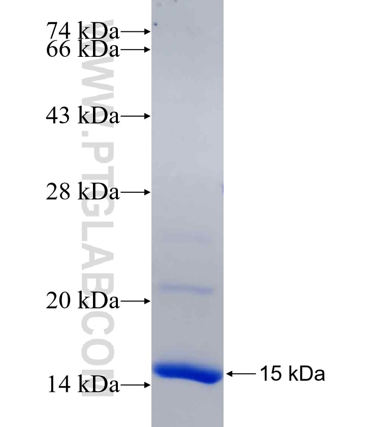 SLC7A11 fusion protein Ag30629 SDS-PAGE