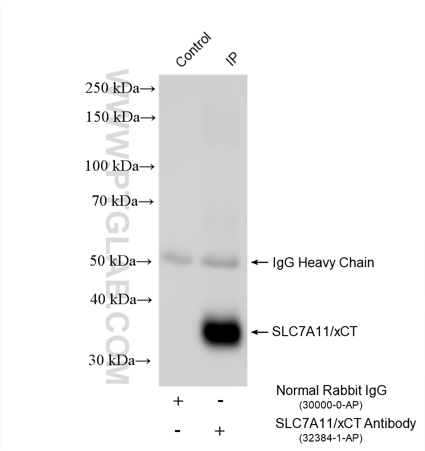 Immunoprecipitation (IP) experiment of HeLa cells using SLC7A11/xCT Polyclonal antibody (32384-1-AP)
