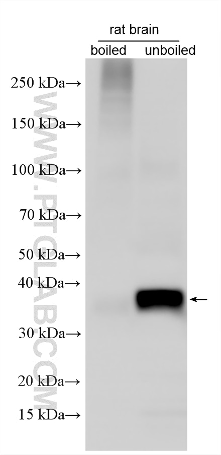Western Blot (WB) analysis of various lysates using SLC7A11/xCT Polyclonal antibody (32384-1-AP)