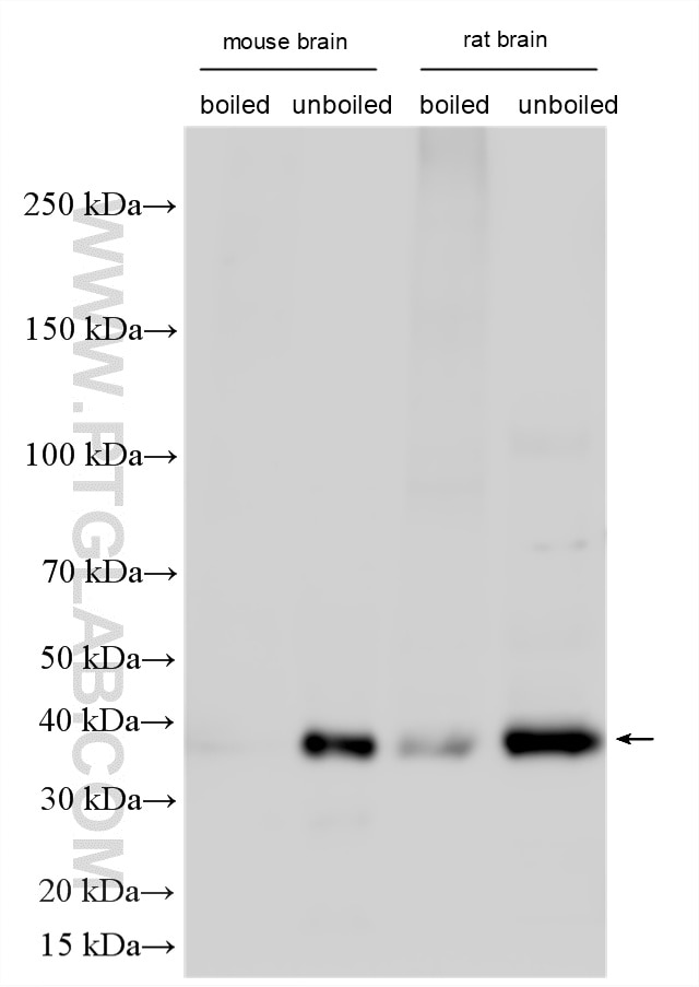 WB analysis using 32384-1-AP Western Blot (WB) analysis of various lysates using SLC7A11/xCT Polyclonal antibody (32384-1-AP)