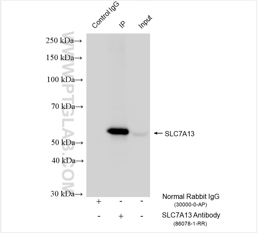 Immunoprecipitation (IP) experiment of mouse kidney tissue using SLC7A13 Recombinant antibody (86078-1-RR)