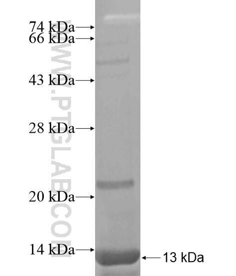 SLC7A13 fusion protein Ag18680 SDS-PAGE