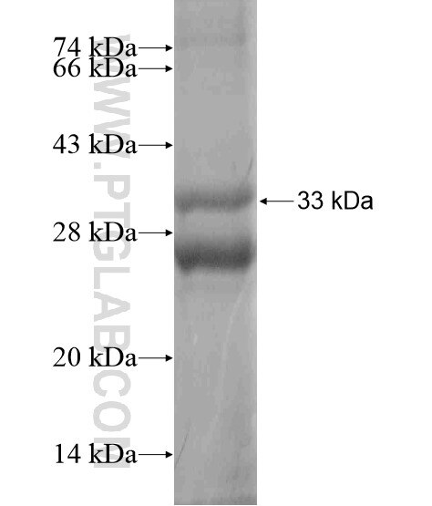 SLC7A13 fusion protein Ag18688 SDS-PAGE SLC7A13 fusion protein Ag18688 SDS-PAGE