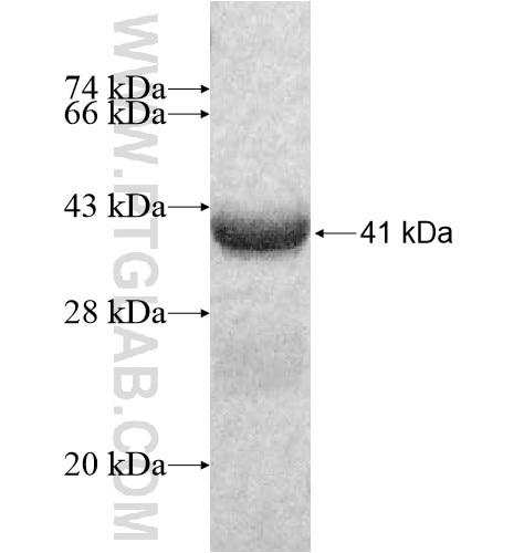 SLC7A14 fusion protein Ag11646 SDS-PAGE