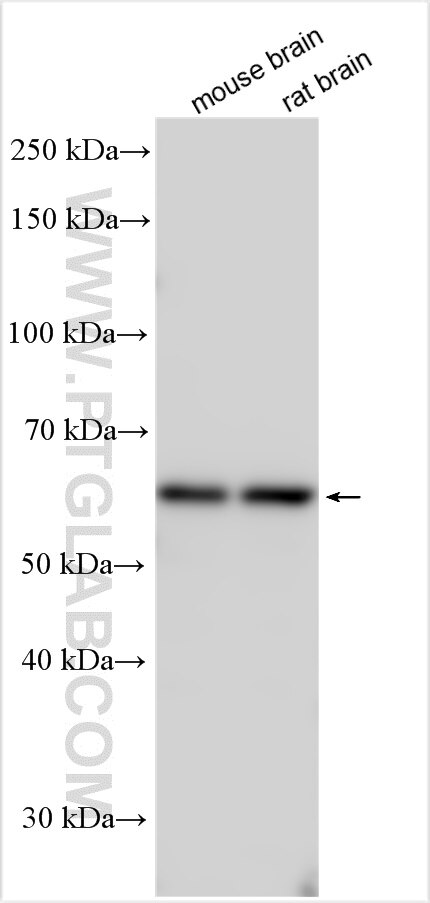 Western Blot (WB) analysis of various lysates using SLC7A3 Polyclonal antibody (27183-1-AP)