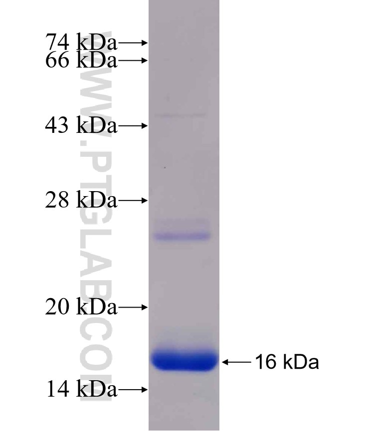 SLC7A3 fusion protein Ag26282 SDS-PAGE