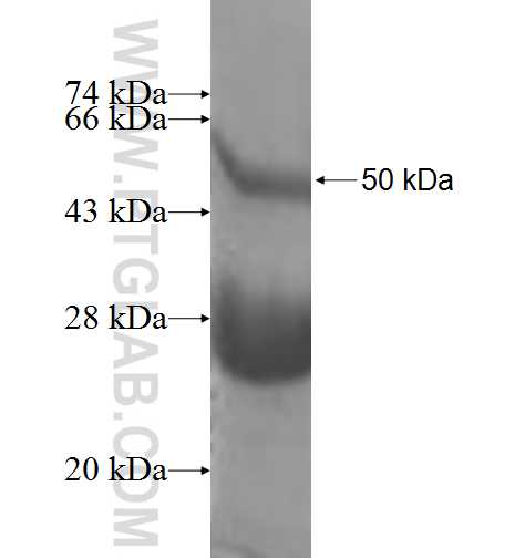SLC7A4 fusion protein Ag8189 SDS-PAGE