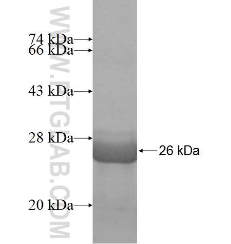 SLC7A4 fusion protein Ag8211 SDS-PAGE