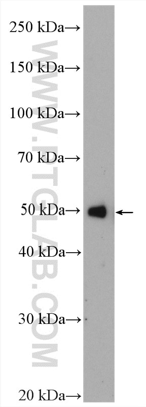 Western Blot (WB) analysis of human placenta tissue using SLC7A5 Polyclonal antibody (13752-1-AP)