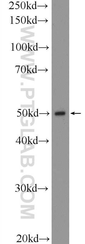 Western Blot (WB) analysis of mouse lung tissue using SLC7A5 Polyclonal antibody (13752-1-AP)