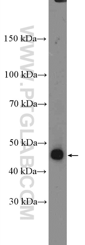 Western Blot (WB) analysis of MCF-7 cells using SLC7A5 Polyclonal antibody (13752-1-AP)