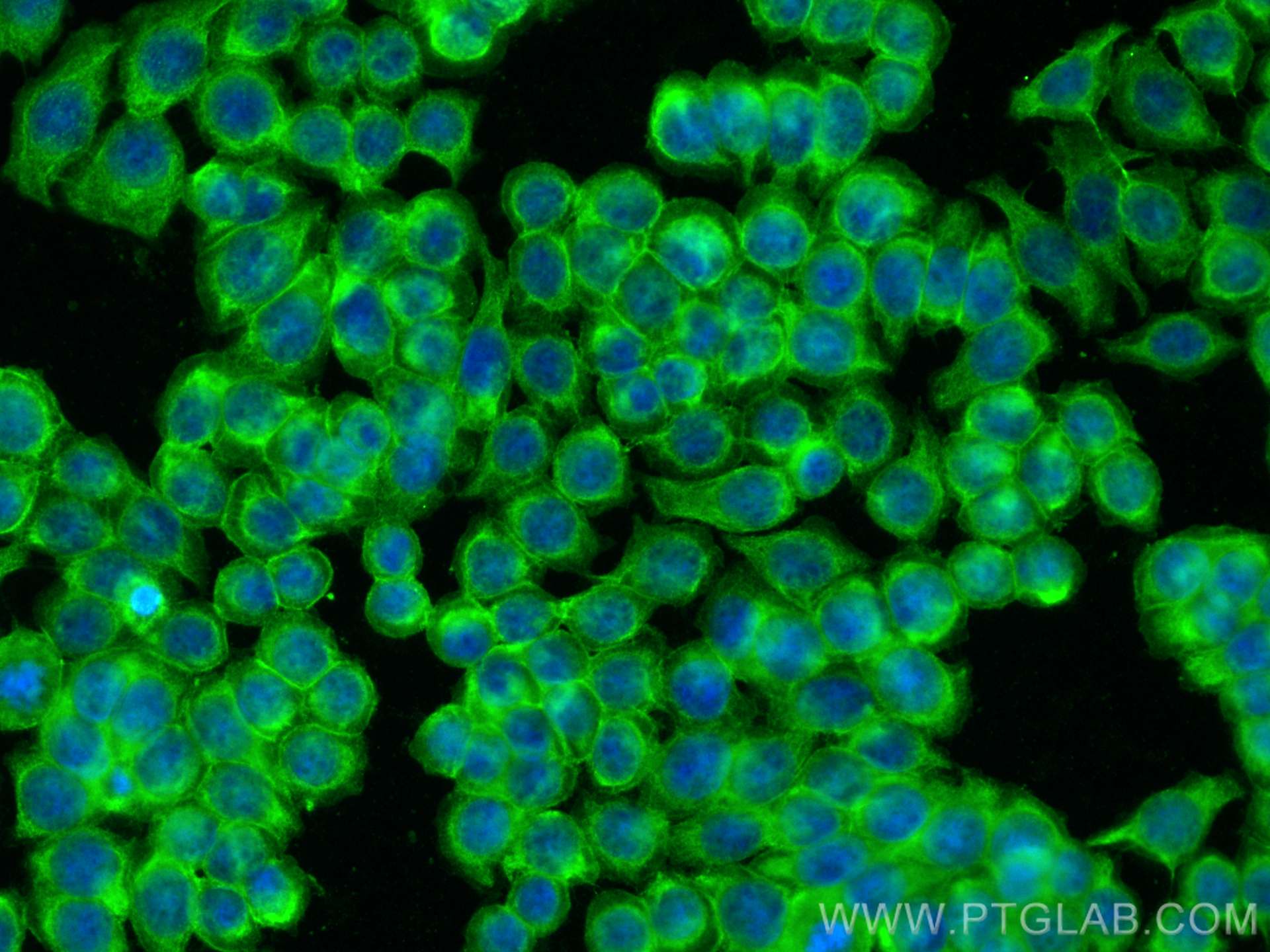 Immunofluorescence (IF) / fluorescent staining of HT-29 cells using SLC7A5 Polyclonal antibody (28670-1-AP)