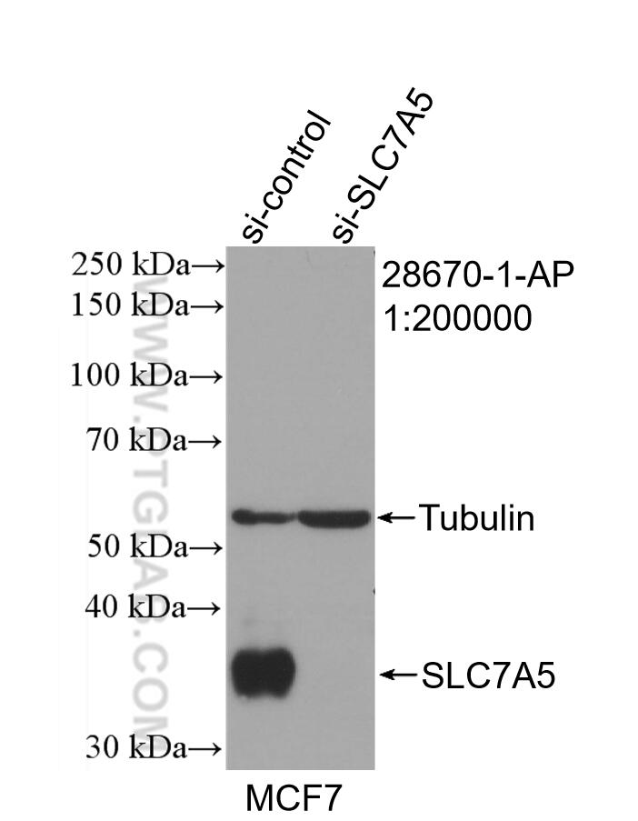 Western Blot (WB) analysis of MCF-7 cells using SLC7A5 Polyclonal antibody (28670-1-AP)
