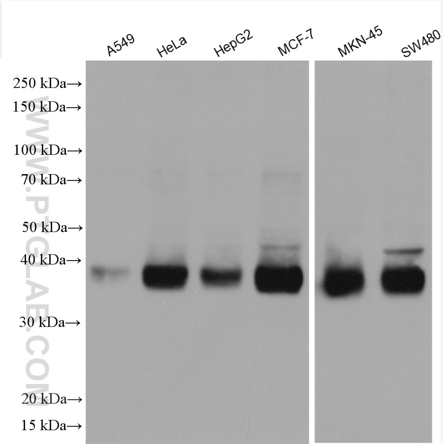 Western Blot (WB) analysis of various lysates using SLC7A5 Polyclonal antibody (28670-1-AP)