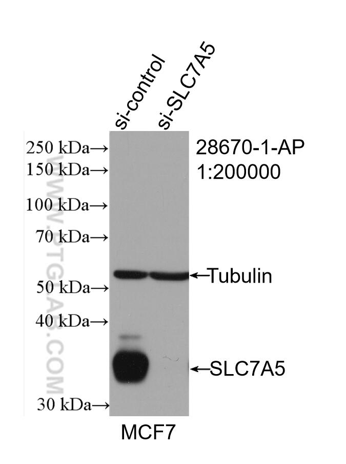 Western Blot (WB) analysis of MCF-7 cells using SLC7A5 Polyclonal antibody (28670-1-AP)