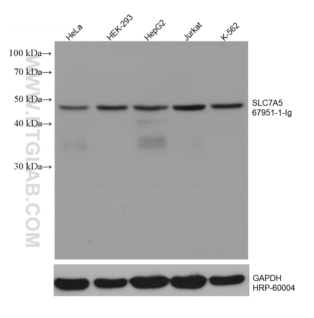 Western Blot (WB) analysis of various lysates using SLC7A5 Monoclonal antibody (67951-1-Ig)