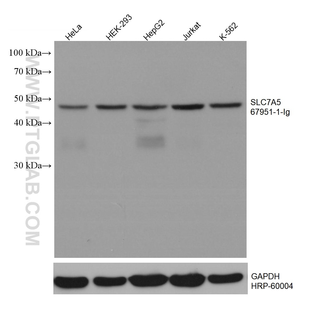 WB analysis using 67951-1-Ig