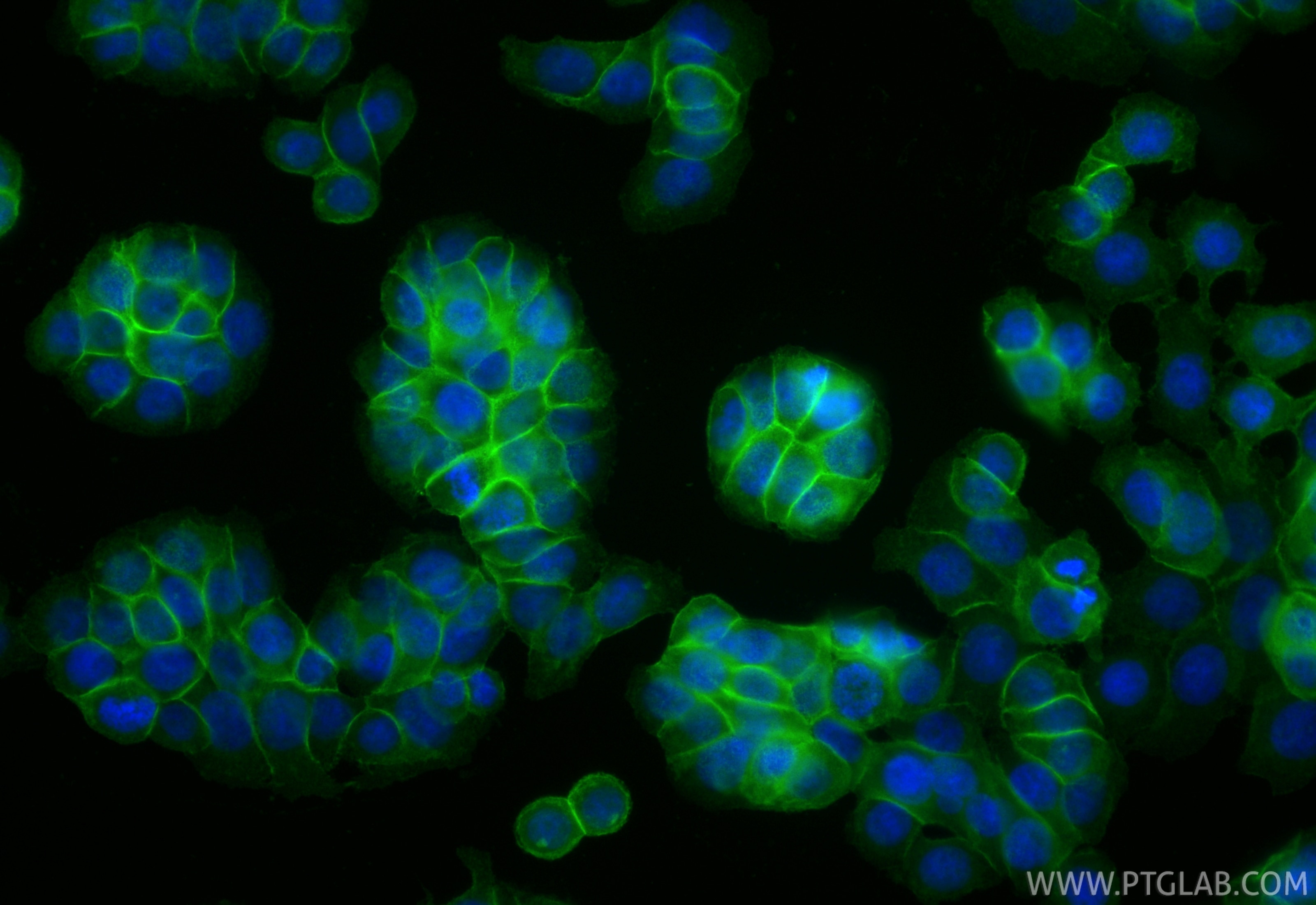 Immunofluorescent analysis of (4% PFA) fixed HT-29 cells using CoraLite® Plus 488 SLC7A5 antibody (CL488-84178-5, Clone: 241476D5 ) at dilution of 1:200. Immunofluorescence (IF) / fluorescent staining of HT-29 cells using CoraLite® Plus 488-conjugated SLC7A5 Recombinant m (CL488-84178-5)