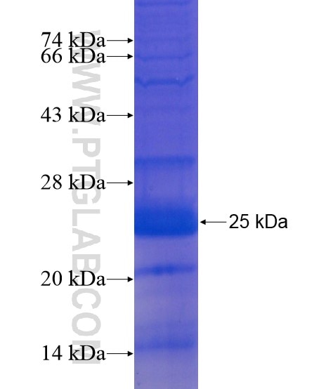 SLC7A5 fusion protein Ag20291 SDS-PAGE