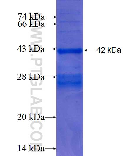 SLC7A5 fusion protein Ag4694 SDS-PAGE