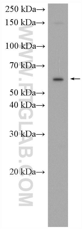 Western Blot (WB) analysis of NIH/3T3 cells using SLC7A6 Polyclonal antibody (13823-1-AP)