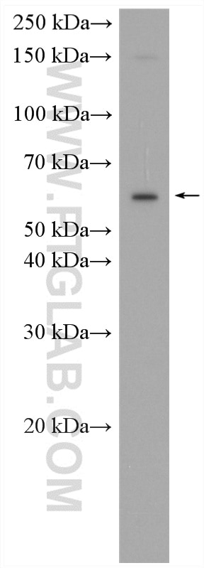 WB analysis of NIH/3T3 using 13823-1-AP