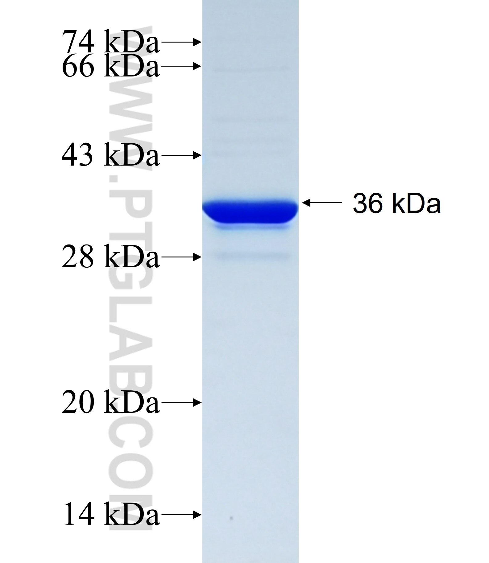 SLC7A6OS fusion protein Ag34419 SDS-PAGE SLC7A6OS fusion protein Ag34419 SDS-PAGE