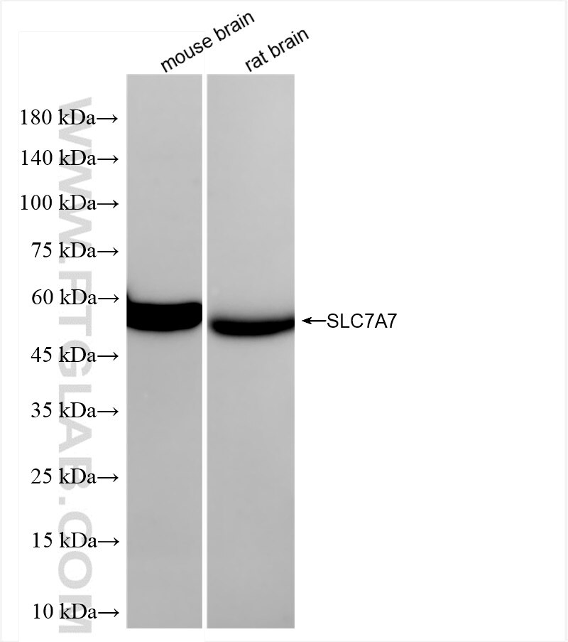 Western Blot (WB) analysis of various lysates using SLC7A7 Recombinant antibody (84743-1-RR)