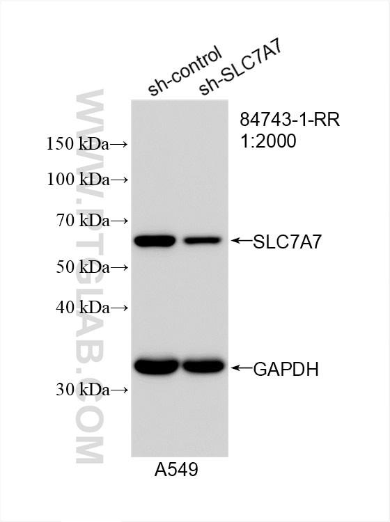 Western Blot (WB) analysis of A549 cells using SLC7A7 Recombinant antibody (84743-1-RR)