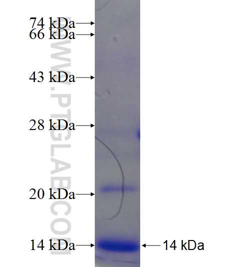 SLC7A7 fusion protein Ag23872 SDS-PAGE