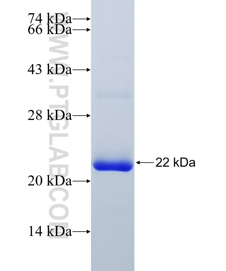 SLC7A8 fusion protein Ag32937 SDS-PAGE