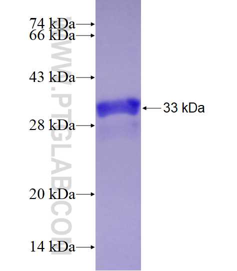 SLC8A1 fusion protein Ag28952 SDS-PAGE