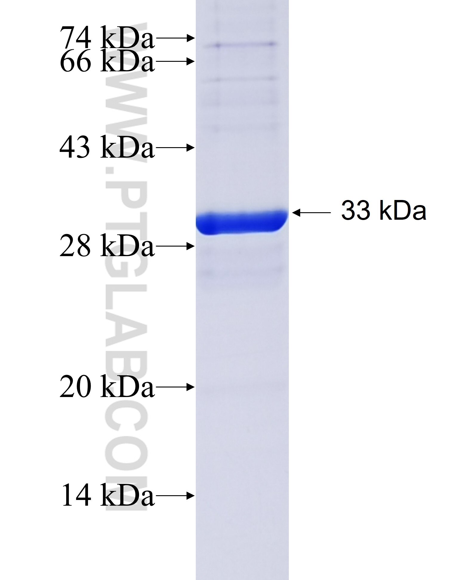 SLC8A1 fusion protein Ag28952 SDS-PAGE