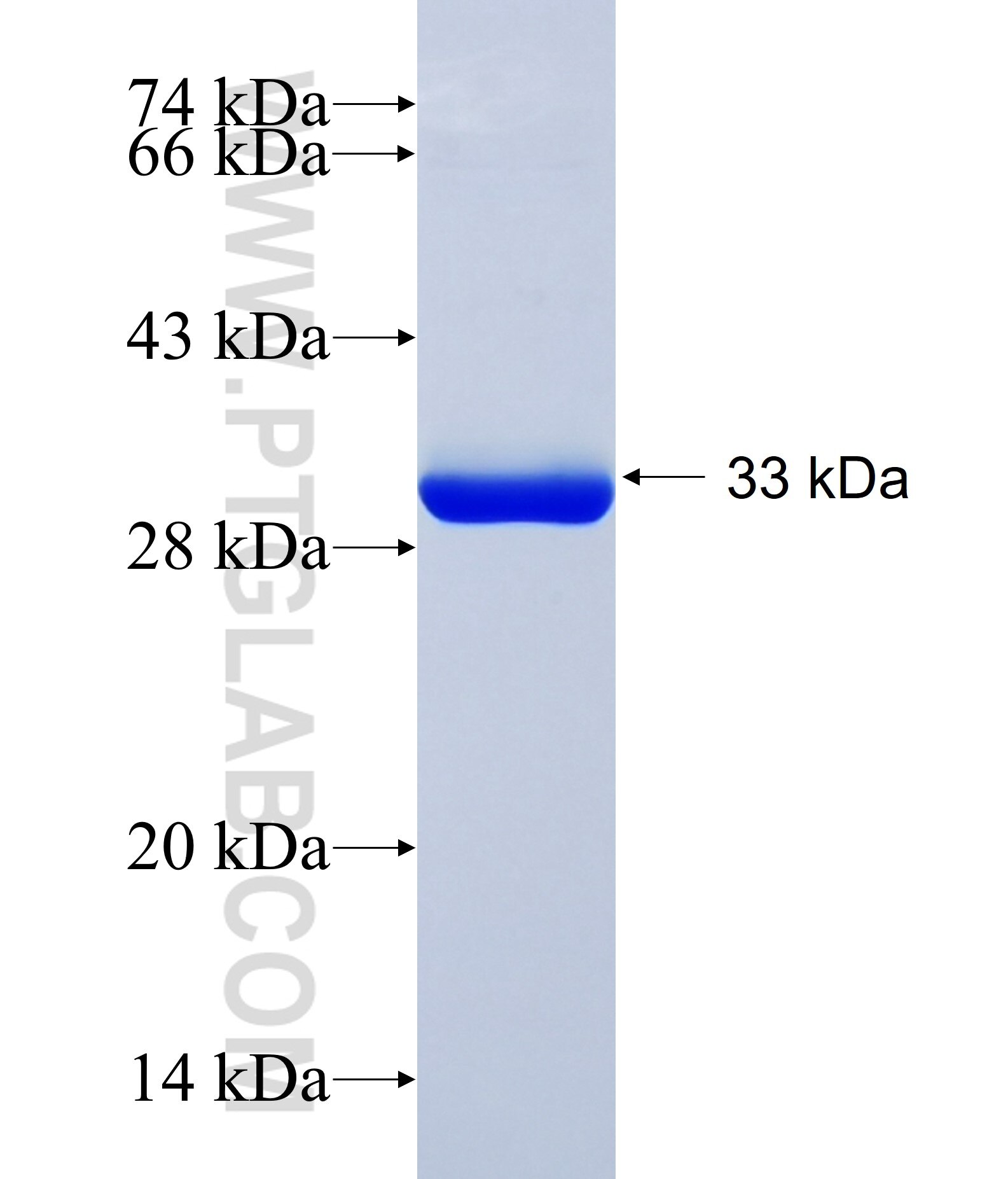 SLC8A2 fusion protein Ag34438 SDS-PAGE