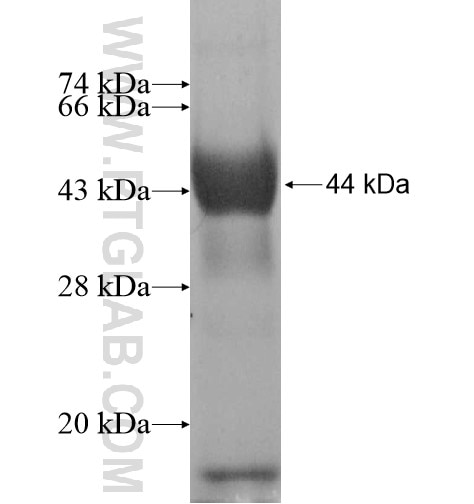 SLC9A10 fusion protein Ag12245 SDS-PAGE
