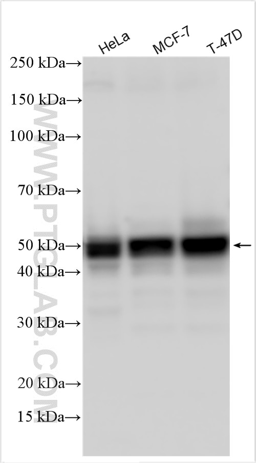 Western Blot (WB) analysis of various lysates using SLC9A3R2 Polyclonal antibody (18891-1-AP)