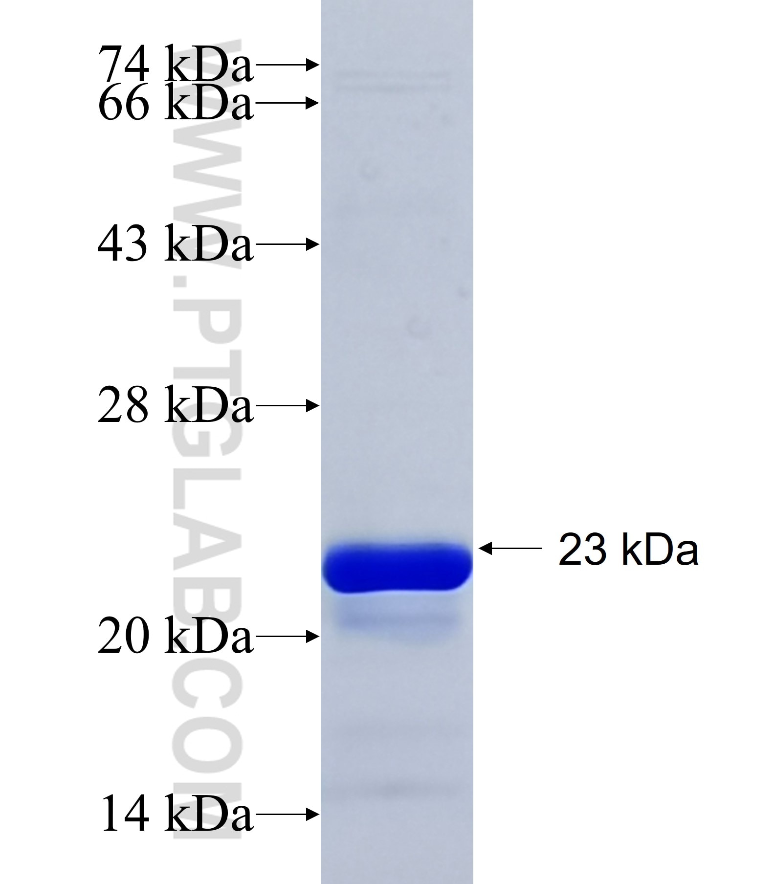 SLC9A4 fusion protein Ag34464 SDS-PAGE