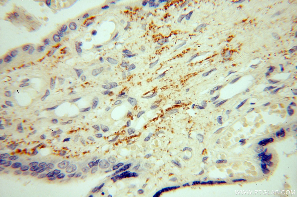 Immunohistochemistry (IHC) staining of human placenta tissue using NHE8 Polyclonal antibody (18318-1-AP)