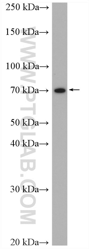 Western Blot (WB) analysis of mouse testis tissue using NHE8 Polyclonal antibody (18318-1-AP)