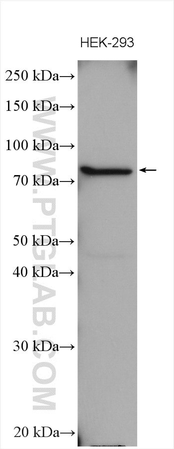 Western Blot (WB) analysis of various lysates using NHE8 Polyclonal antibody (18318-1-AP)
