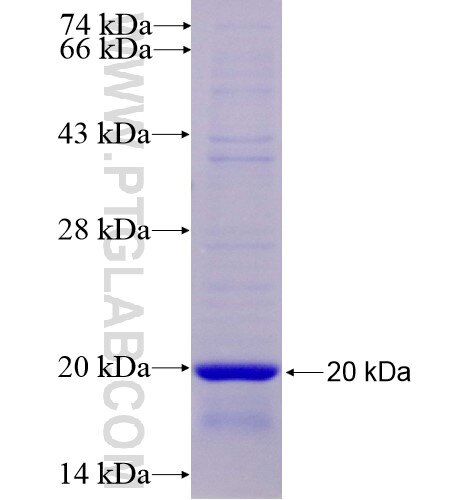 NHE8 fusion protein Ag13102 SDS-PAGE