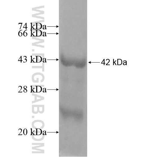 NHE8 fusion protein Ag13111 SDS-PAGE