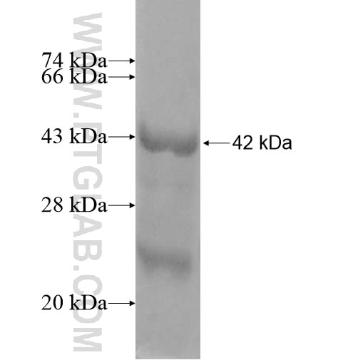 NHE8 fusion protein Ag13111 SDS-PAGE